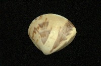 藏品(普通文蛤)的圖片